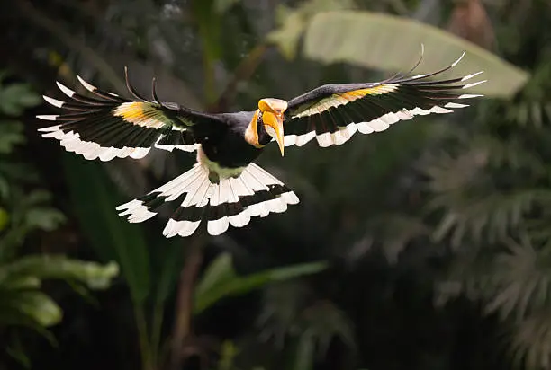 Very lucky and rare shot of a Great Hornbill (Buceros bicornis) in flight. This endangered species is hardly seen in wildlife. Nikon D3X. Converted from RAW. Downscaled for even better Quality. All ambient light.