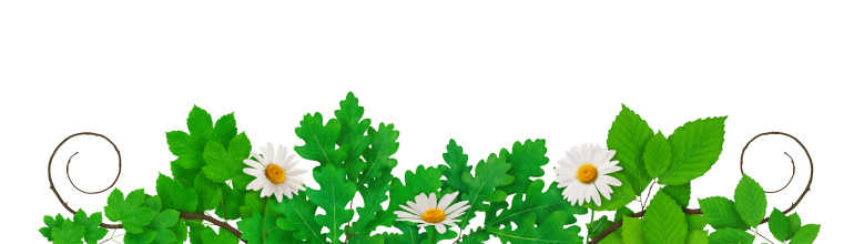Fresh spring leaves decorated with golden daisies and swirly branches (white background).