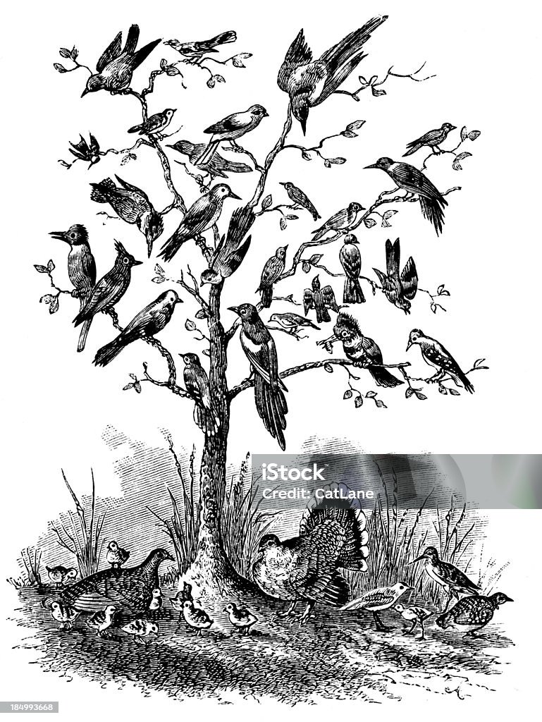 Albero di uccelli-incisione vittoriano - Illustrazione stock royalty-free di Uccello