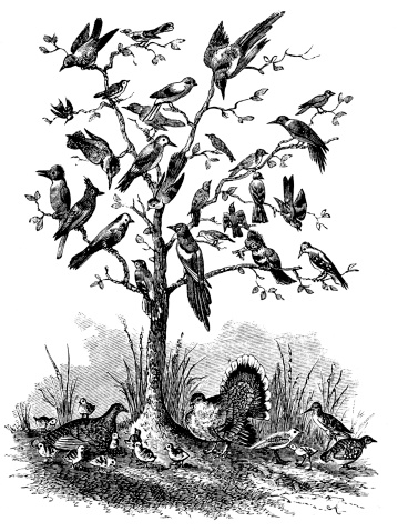 Bare tree, with branches covered in birds