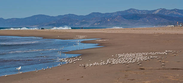 Seabirds at Hollywood Beach, Southern California "Variety of seabirds and shorebirds including sanderlins, sandpipers, and California gulls at Hollywood Beach near Oxnard, Ventura county, California.See California SERIES:" sanderling calidris alba stock pictures, royalty-free photos & images