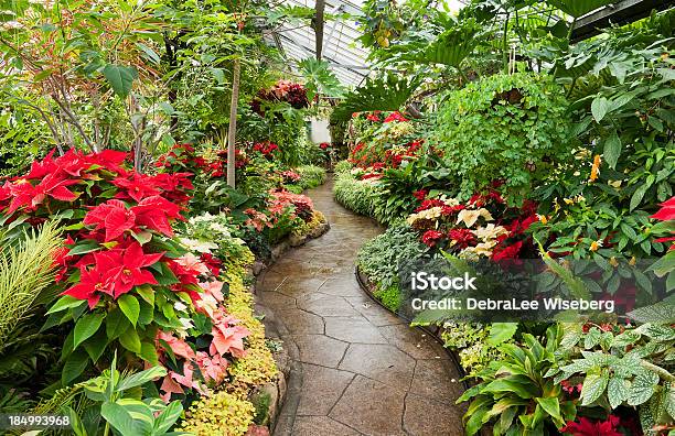 Bicodepapagaio Ao Longo Do Caminho - Fotografias de stock e mais imagens de Toronto - Toronto, Antigo, Arbusto tropical