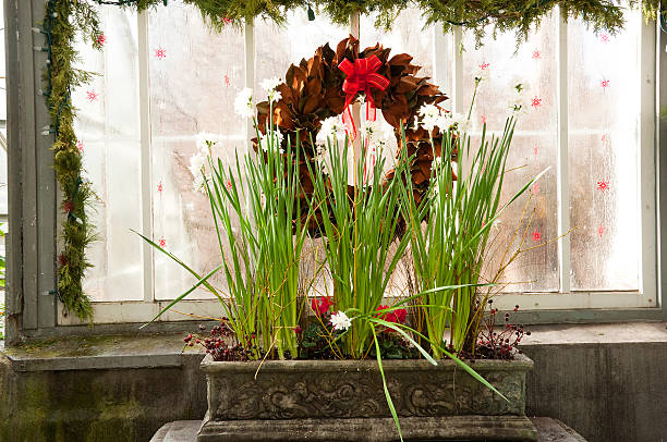 Christmas Reef and Paperwhites in Bloom A potted flower box of blooming paperwhite flowers with a Christmas reef in the window behind the flowers. paperwhite narcissus stock pictures, royalty-free photos & images