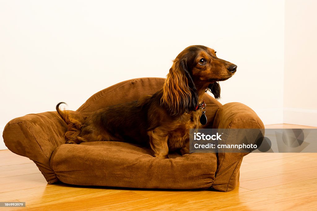 Dachshund de Cão - Royalty-free Amizade Foto de stock