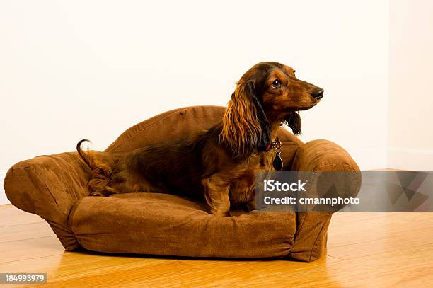 Dachshund De Cão - Fotografias de stock e mais imagens de Amizade - Amizade, Animal, Animal de Estimação