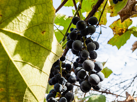 bunch of ripe black Isabella grapes close up in vineyard on sunny autumn day