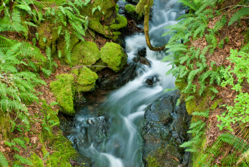 Lower Cascade Falls, surrounded by lush green vegetation, flows from Mount Constitution, the highest point in the San Juan Islands. This pretty waterfall is located in Moran State Park on Orcas Island, Washington State, USA.