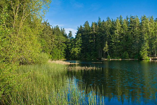 Cascade Lake Evening Cascade Lake was photographed in the evening light. Cascade Lake is in Moran State Park on Orcas Island, Washington State, USA. jeff goulden san juan islands stock pictures, royalty-free photos & images
