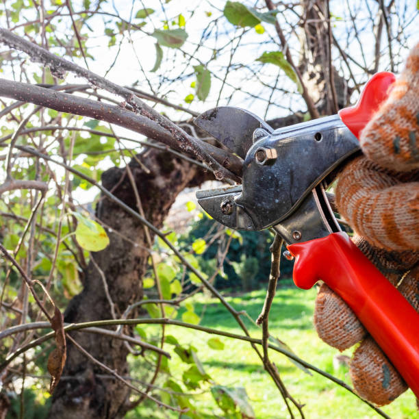 istock villager trims tree branches with garden pruner 1849944385