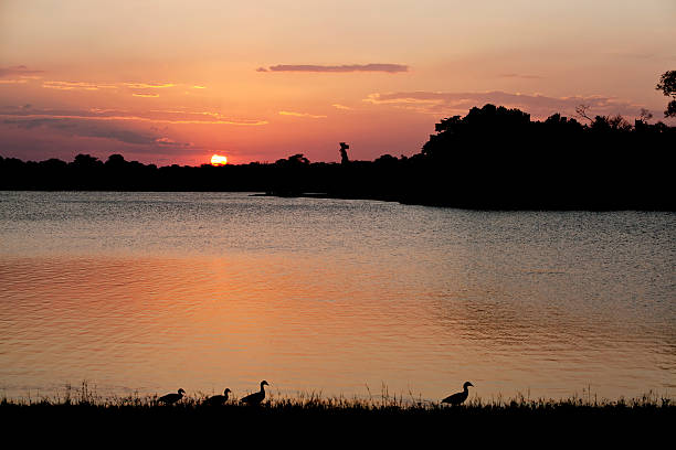 istock Sunset over the river with geese in Selous game reserve, 184994517