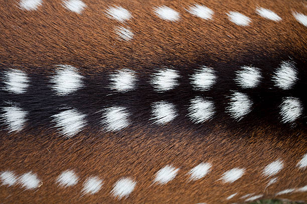 Deer fu texture "Close up shot of a deer fur, can be used as background" fallow deer photos stock pictures, royalty-free photos & images