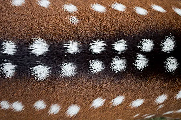 "Close up shot of a deer fur, can be used as background"