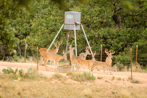 Six buck and one doe at a feeding station in the hill country of Texas. Hunters often feed deer before the hunting season opens.