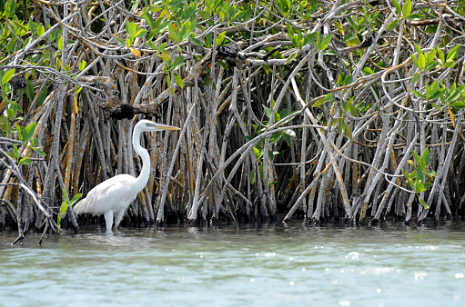 Great Egret in the water under mangrove trees in Mexico.