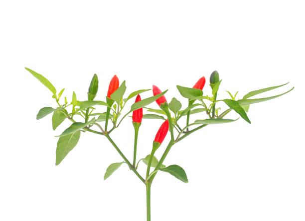 istock Hot chili pepper plant isolated on white background, Capiscum annuum 1849946627