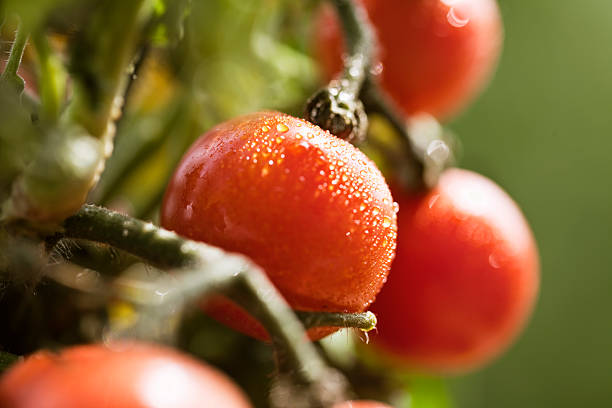 ripe tomato on plant, covered with drops of water