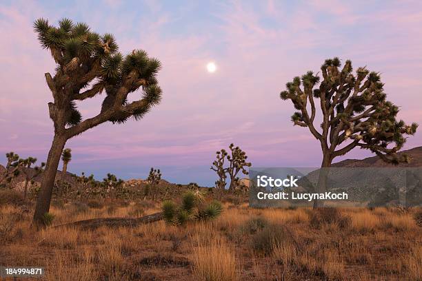 Joshua Tree Bei Sonnenuntergang Stockfoto und mehr Bilder von Nationalpark Joshua Tree - Nationalpark Joshua Tree, Australisches Buschland, Baum