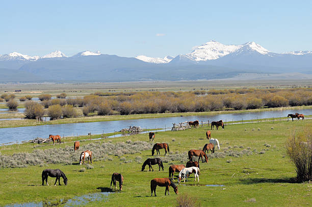 montana valley con caballos pastar - saddleback mountain fotografías e imágenes de stock