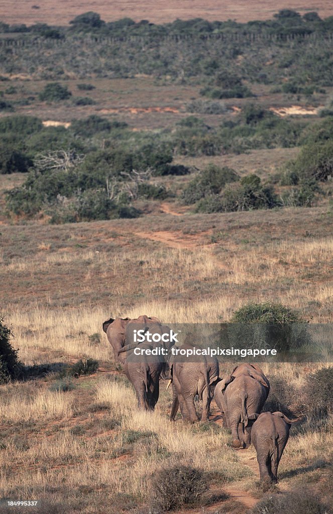 Sud Africa, elefanti africani. - Foto stock royalty-free di Africa