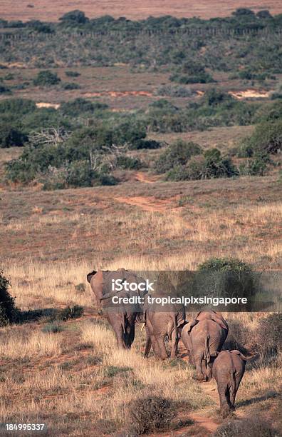 Южная Африка Африканских Слонов — стоковые фотографии и другие картинки Addo Elephant National Park - Addo Elephant National Park, Африка, Африканский слон