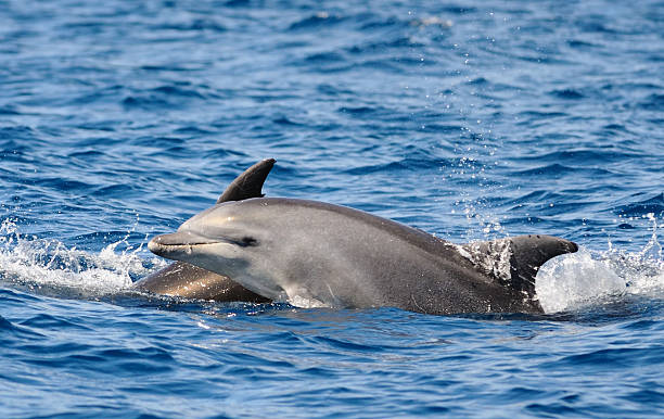 butlonosym delfiny - two dolphins zdjęcia i obrazy z banku zdjęć