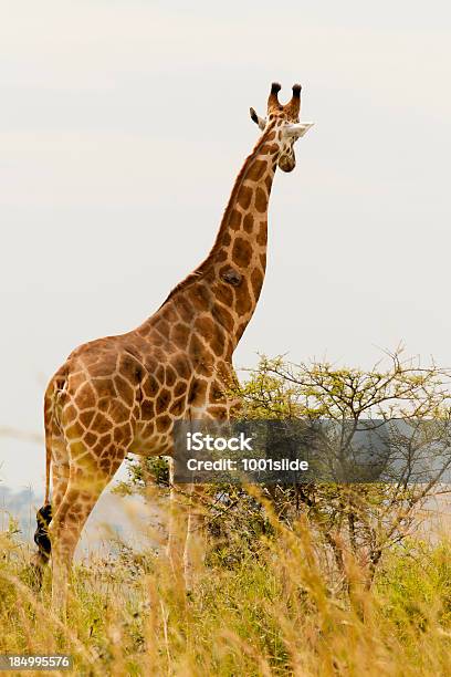 Rothschild Giraffe Tallest Animal And Rear View Stock Photo - Download  Image Now - Giraffe, Looking, Rear View - iStock