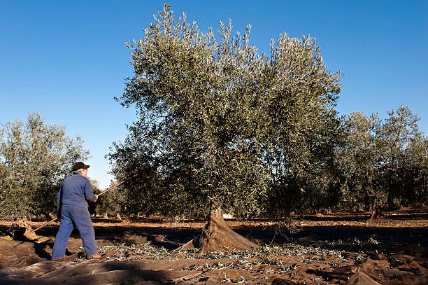 olive harvest - spanish olive photos et images de collection