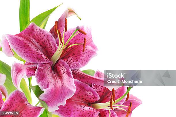 Lilies On White Stock Photo - Download Image Now - Stargazer Lily, Cut Out, Lily