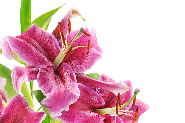 liliowate na białym - lily pink stargazer lily flower zdjęcia i obrazy z banku zdjęć