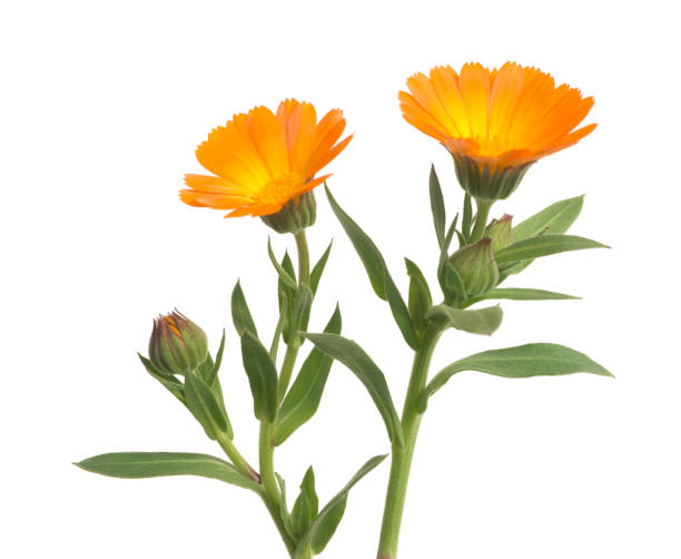 Calendula Calendula officinalis[B]more flowers> field marigold stock pictures, royalty-free photos & images