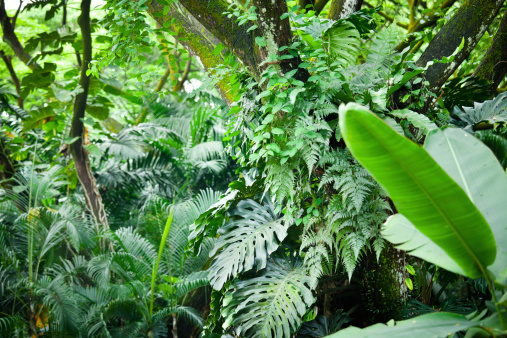 Horizontal Shot of a tropical rainforest in Singapore.