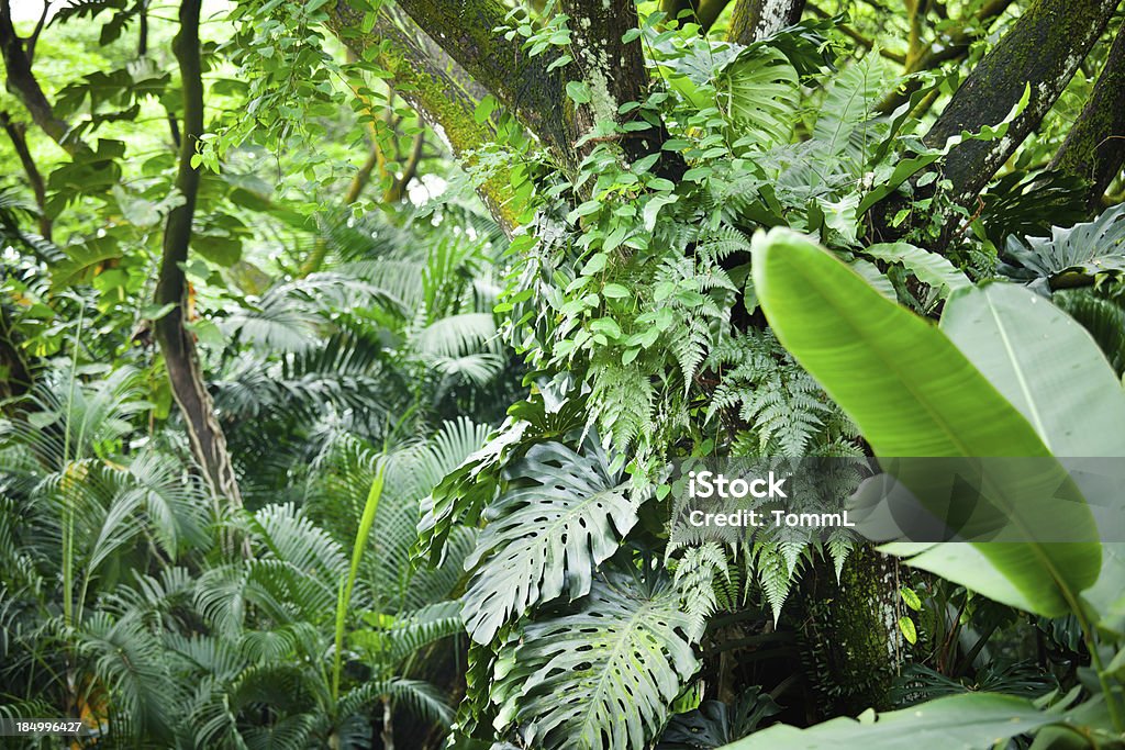 Floresta Tropical - Foto de stock de Floresta tropical royalty-free