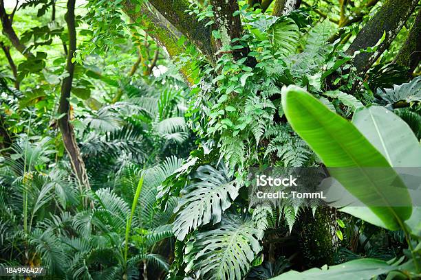 Foto de Floresta Tropical e mais fotos de stock de Floresta tropical - Floresta tropical, Plano de Fundo, Floresta pluvial