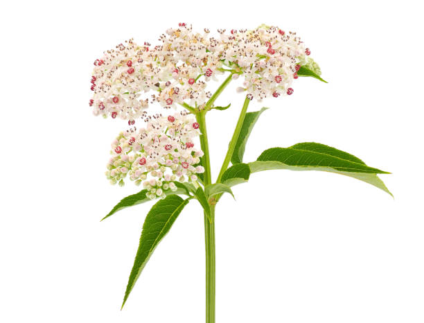 istock Danewort isolated on white background, Sambucus ebulus 1849965278