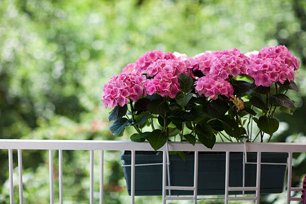 Floral decorated balcony