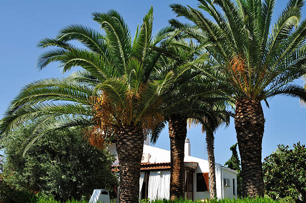 пальмы и зеленый экологии на летний курорт в халкидики, греция - trikorfo стоковые фото и изображения