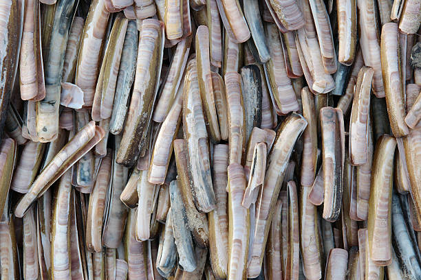 Background of jackknife clams. I found  these on the beach as a natural arrangement.