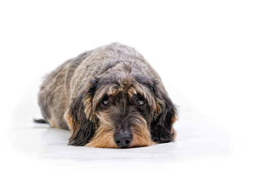 sad bad wire-haired dachshund