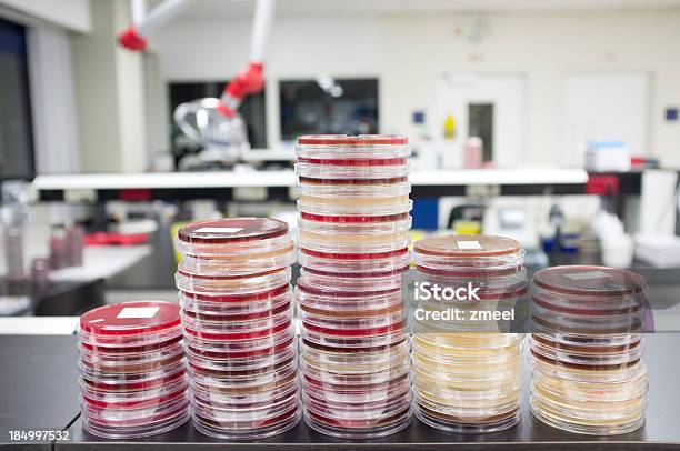 The Microbiology Laboratory Stock Photo - Download Image Now - Agar Jelly, Bacterium, Biology