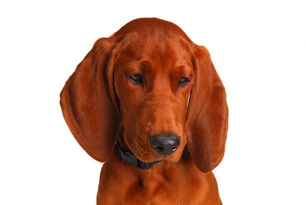 レッドボーンブラックアンドタンクーンハウンド 9 ヶ月の - redbone coonhound ストックフォトと画像