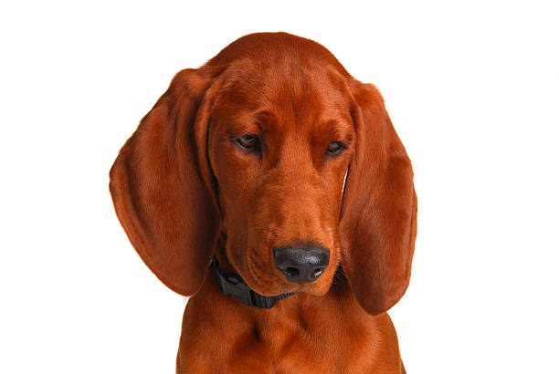 redbone coonhound 9 meses - redbone coonhound - fotografias e filmes do acervo
