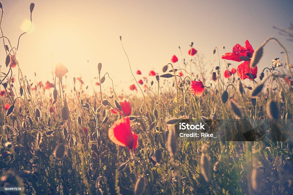 De verão meadow - Foto de stock de Alemanha royalty-free