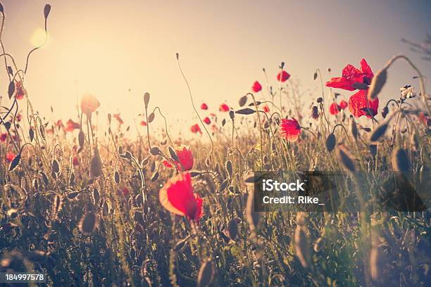 Foto de De Verão Meadow e mais fotos de stock de Alemanha - Alemanha, Brandemburgo, Campo