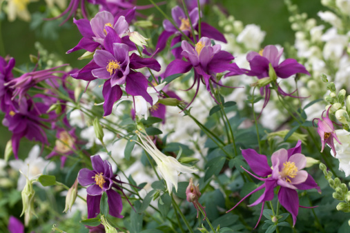 Mixed Columbine flowers ( Aquilegia x 'McKana Giants')Click here to view my other flower and plant images: