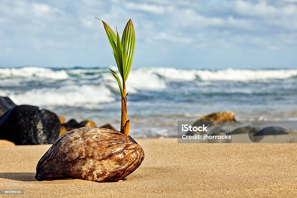 Coconut Palm Jeune pousse sur la plage d'Hawaï - Photo de Cocotier libre de droits