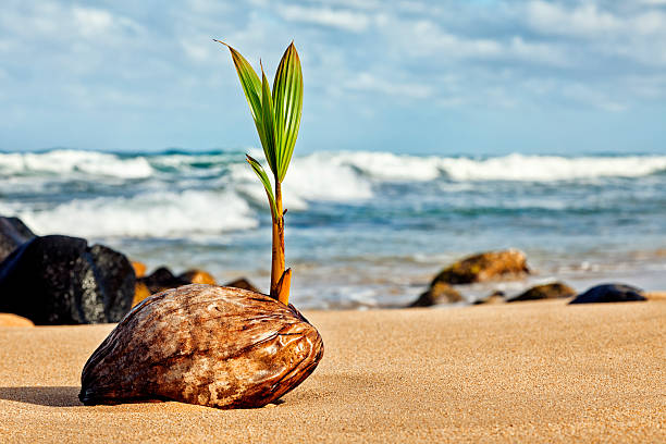 Photo of a cocunut palm tree seedling sprouting from a seed (coconut) on a Hawaiian beach.