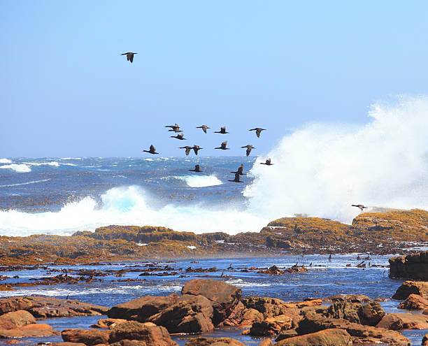istock seabird flying on the sea 184998206