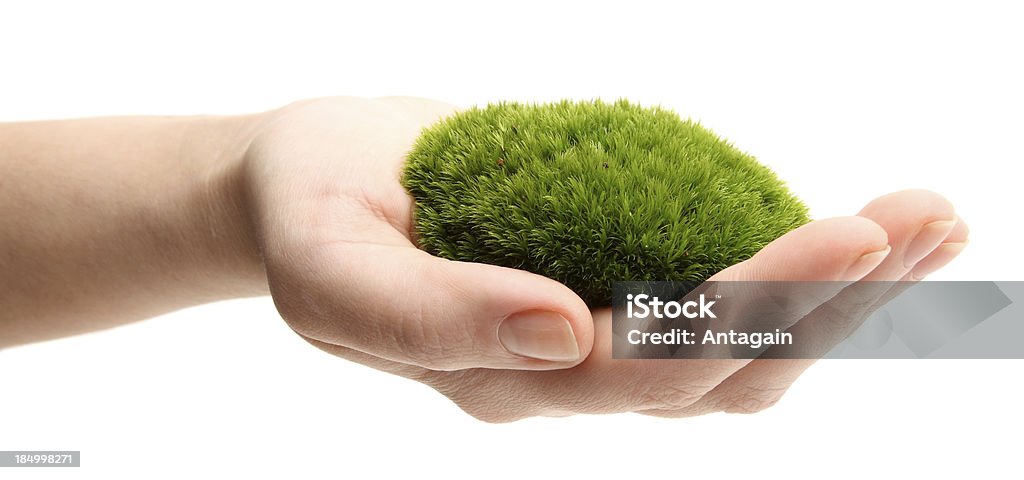 Hand with moss Agriculture Stock Photo
