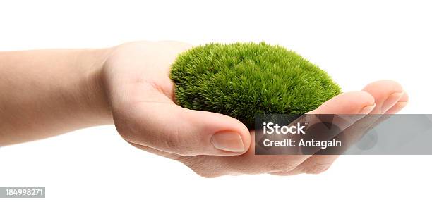 Hand With Moss Stock Photo - Download Image Now - Agriculture, Beauty, Care