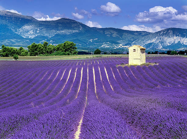 Purple fields in France with mountains behind stock photo